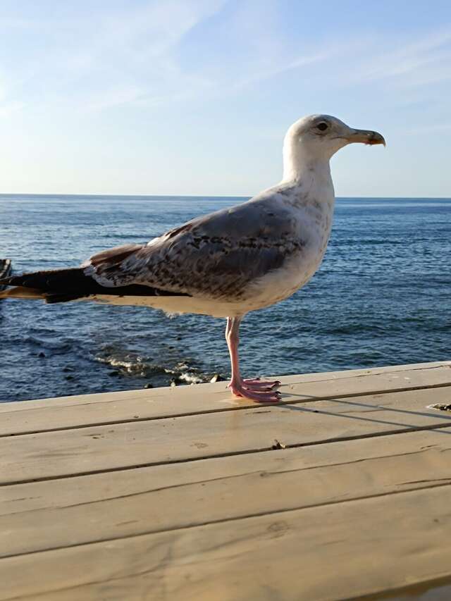 Гостиница Универсал Светлогорск-196
